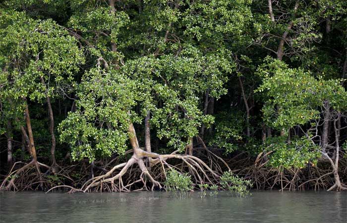 Estudo coloca manguezais como potência de crédito de carbono, atrás apenas da Amazônia