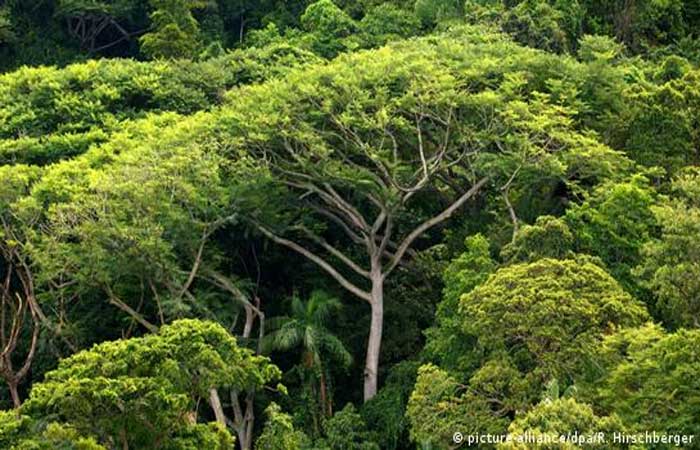 Mata Atlântica ganha sistema de alertas de desmatamento
