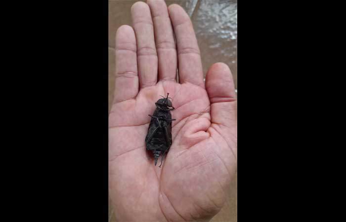 ‘Super mosca’ gigante e rara é achada no litoral de SP e assusta morador