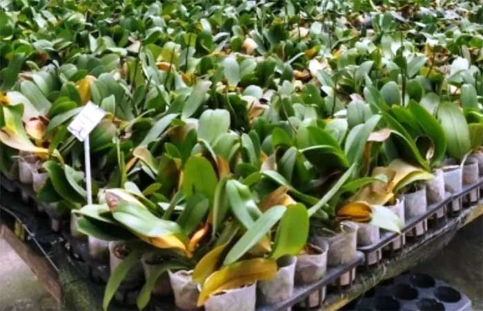 Bactéria inexistente no Brasil provoca a destruição de 20 mil orquídeas em SP