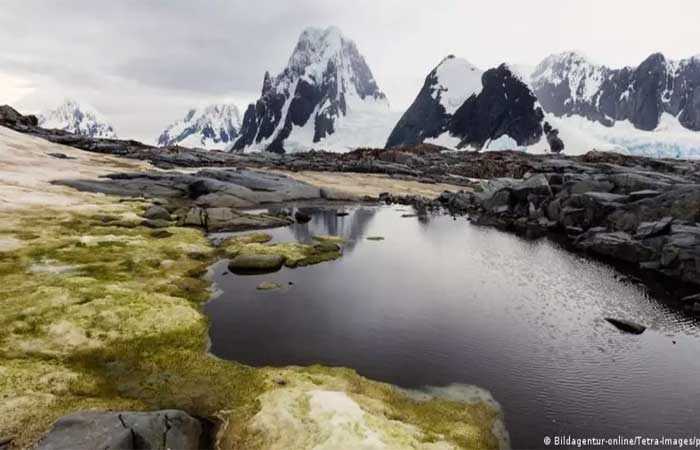 Plantas nativas crescem em ritmo acelerado na Antártida