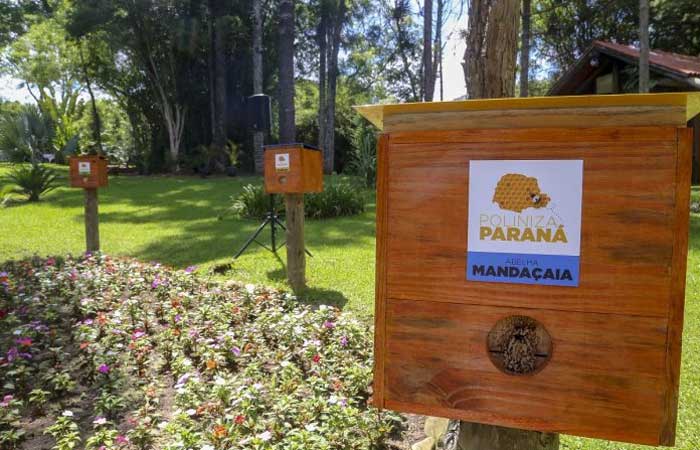 Paraná distribui colmeias de abelhas sem ferrão em parques