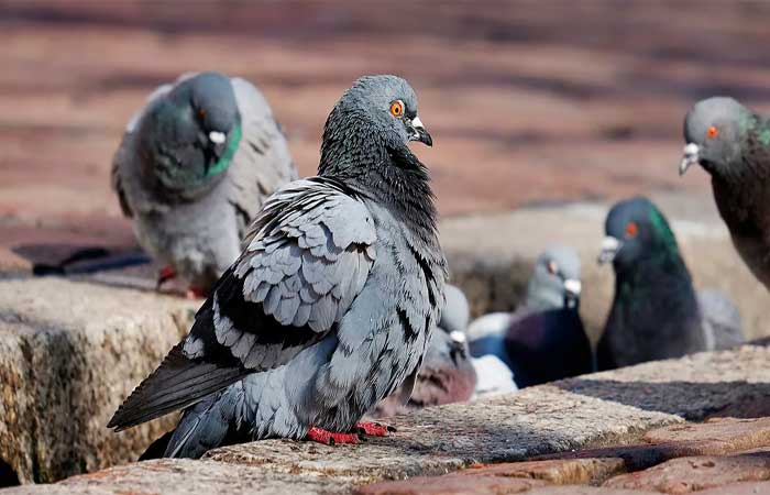População não deve alimentar nem matar pombos; Sua proliferação representa riscos à saúde pública