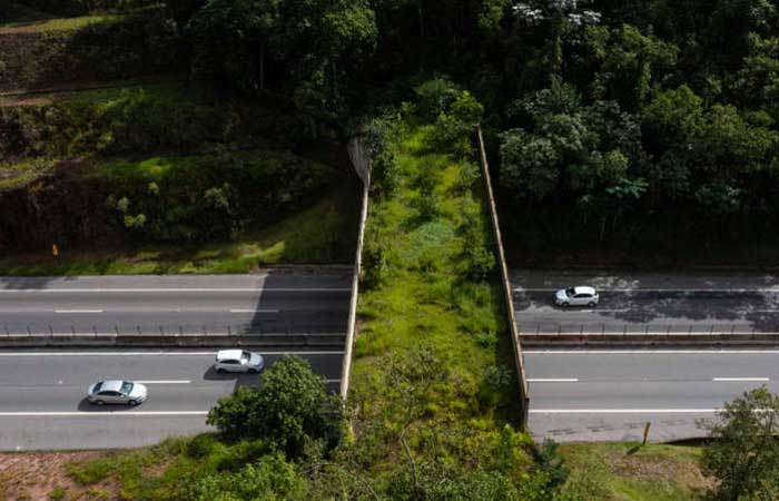 Pontes verdes sobre estradas e ferrovias viram saída para garantir travessia de animais