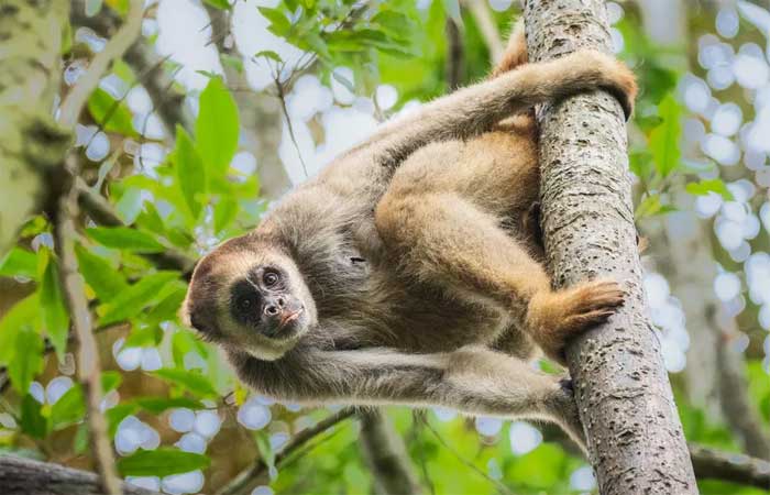 A luta do maior primata das Américas contra a fragmentação da Mata Atlântica