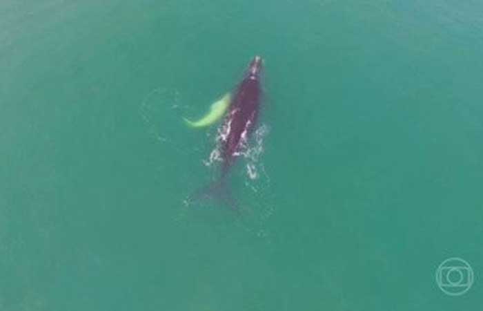 Em Santa Catarina, projeto ajuda na pesquisa e conservação da baleia-franca