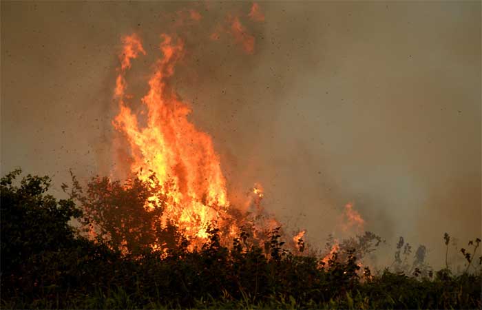 Pantanal: animais mortos em incêndios de 2020 foram quase 17 milhões, segundo estudo