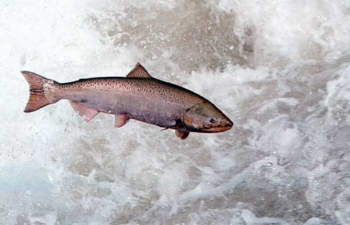Aquecimento das águas do Ártico ameaça a grande corrida do salmão