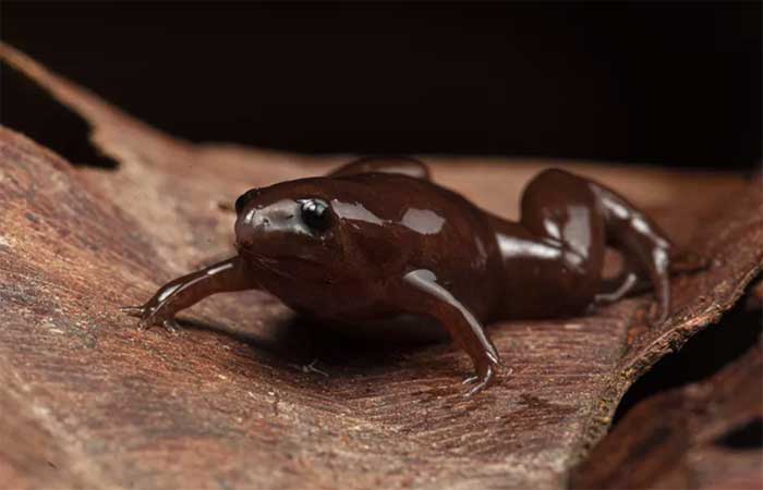 Sapo da Amazônia que tem “nariz de anta” e cor de chocolate é descrito pela primeira vez por cientistas