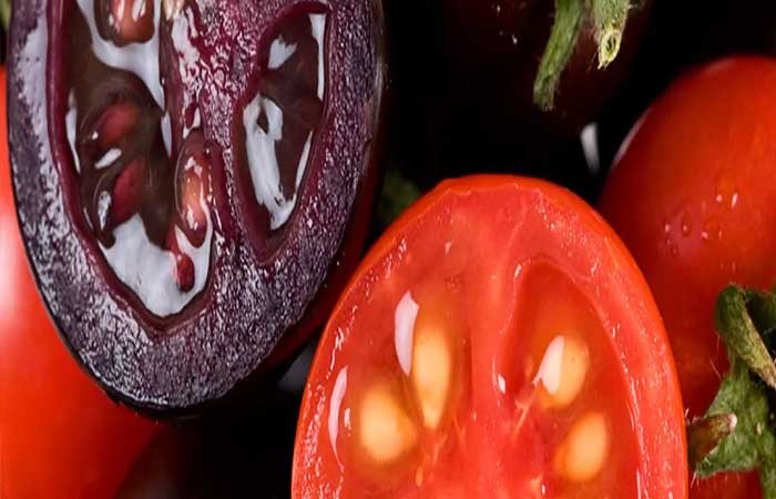 Empresa quer vender tomate roxo transgênico e mais nutritivo nos EUA
