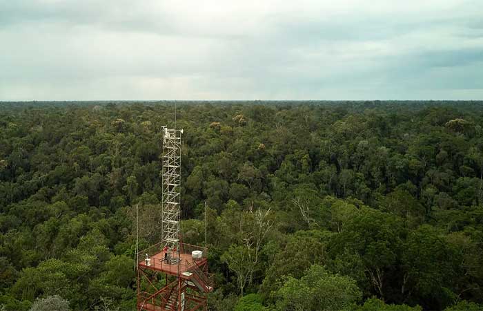Cientistas exploram mundo desconhecido de insetos na copa de árvores da Amazônia