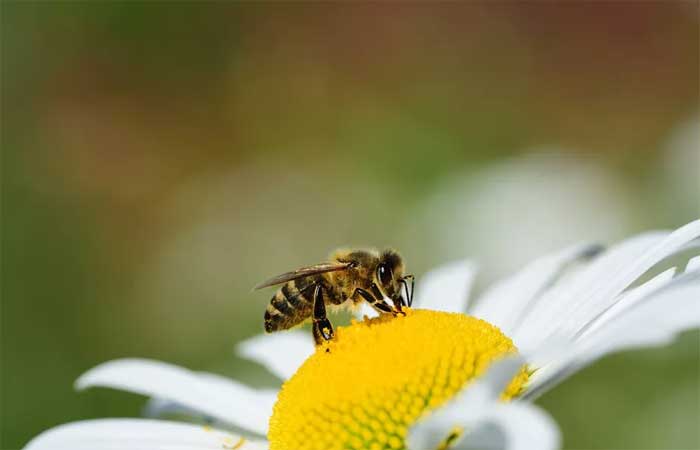 Criar abelhas em casa pode ser “tiro no pé” para conservação da espécie