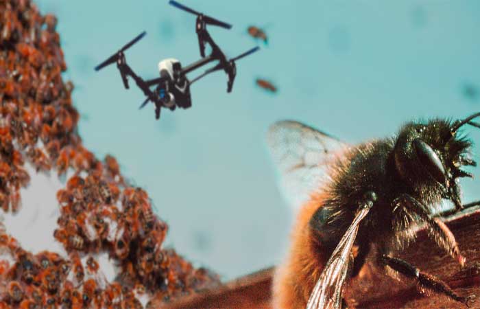 Preservar a população de abelhas é mais eficiente do que substituí-las por drones