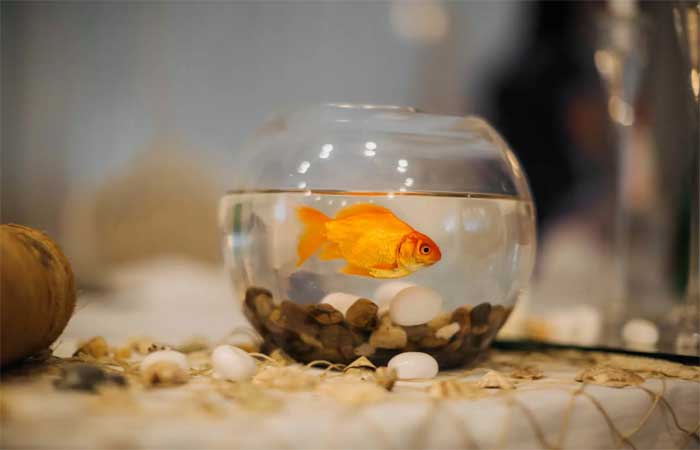 Espécies mais comuns de peixes ornamentais não se adaptam a aquários redondos