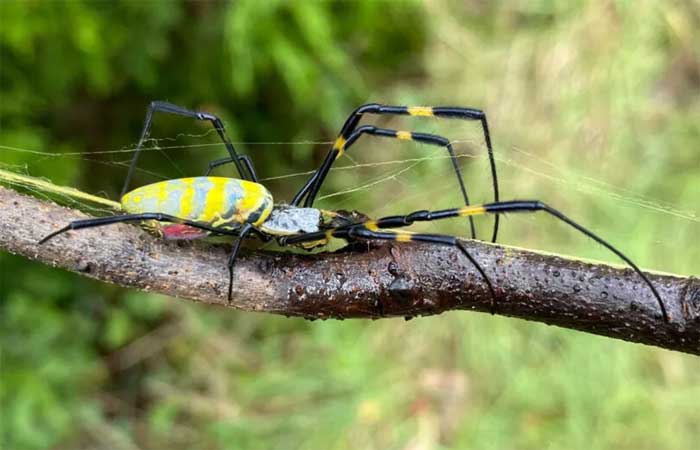 Voadoras e gigantes, aranhas asiáticas “Joro” podem invadir Nova York