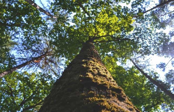 SP inaugura projeto que plantará 1 milhão de árvores nativas