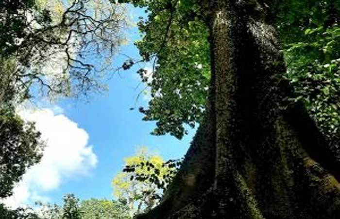 Parque Arruda Câmara abriga diversas árvores da Mata Atlântica