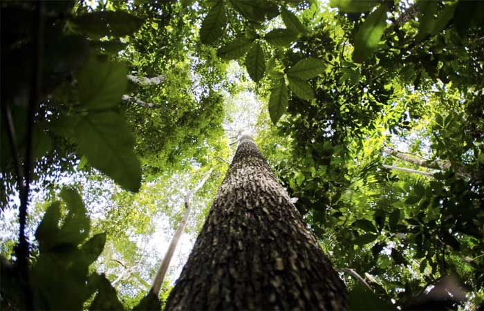 Amazônia terá sistema de dados sobre gases de efeito estufa
