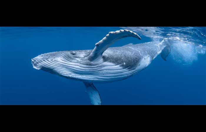 Cocô artificial de baleia pode ajudar a restaurar os oceanos