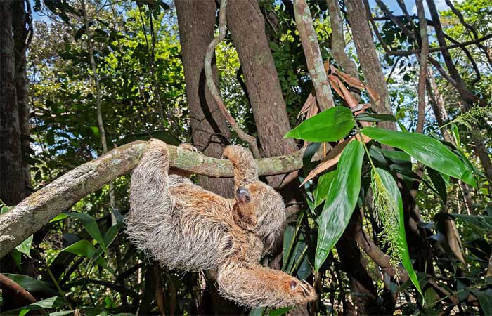 Em busca das preguiças-de-coleira na Mata Atlântica nordestina