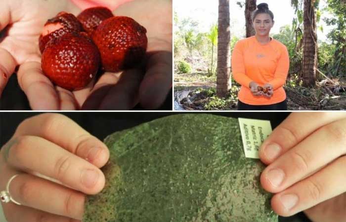 Estudante brasileira cria bioplástico ecológico feito de buriti