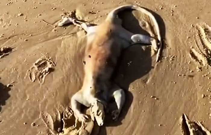 Cadáver misterioso surge em praia australiana e levanta suspeitas