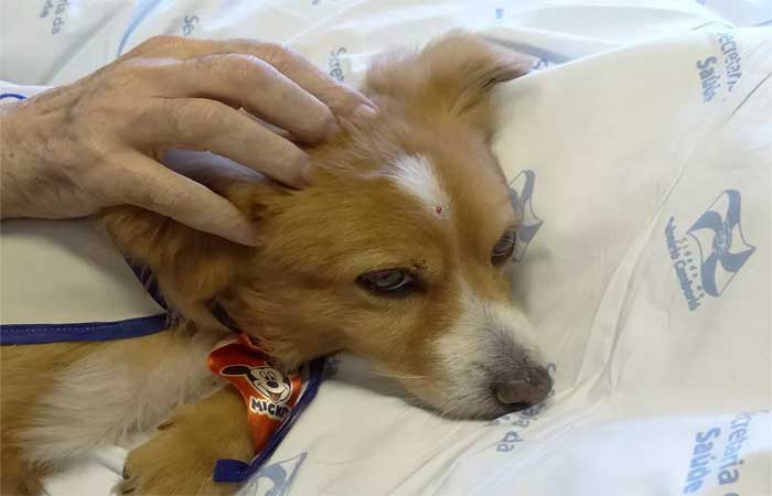 Cães podem ajudar a reduzir dor de pacientes em hospitais, diz estudo