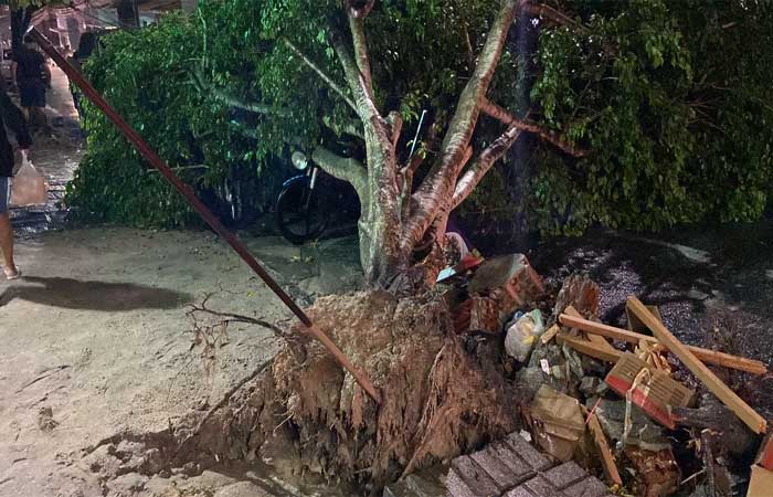 Campina Grande tem ruas alagadas e uma árvore derrubada por causa das chuvas