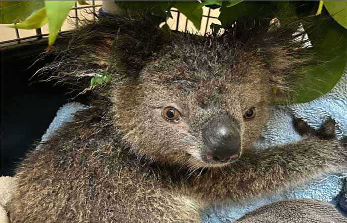 Enchente histórica na Austrália causou mortes em massa de coalas