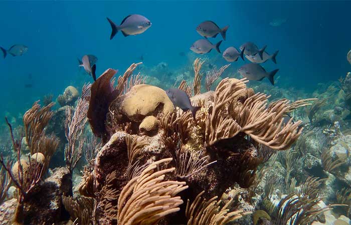 Corais brasileiros recorrem a “jeitinho” para resistir ao aquecimento dos oceanos