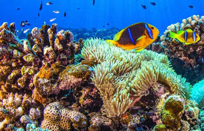 Como os corais havaianos estão resistindo ao aquecimento global?