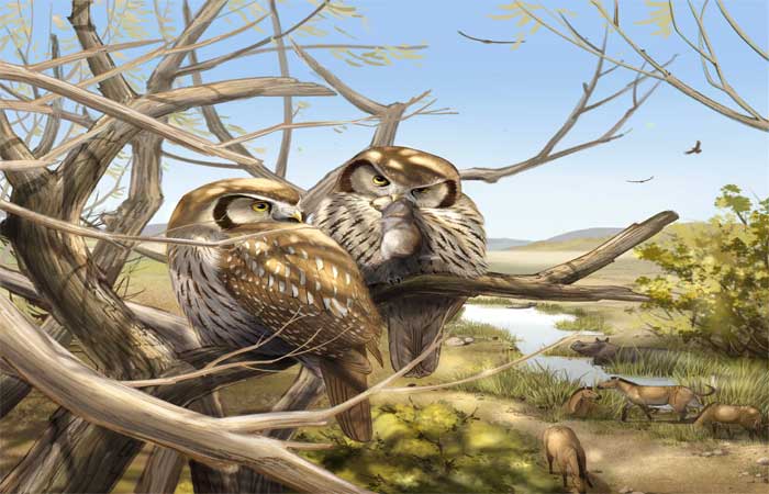 Primeiro fóssil de coruja com hábitos diurnos é descoberto na China