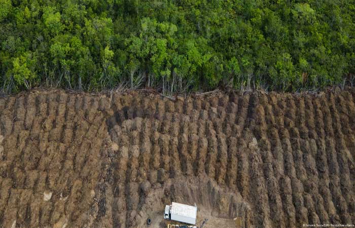 ONGs pedem que UE barre produtos vinculados a desmatamento