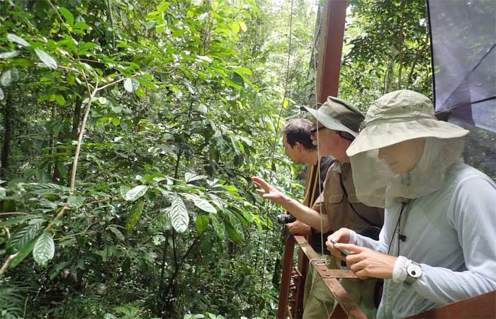Pesquisa revela a desconhecida diversidade de insetos da copa das árvores da Amazônia