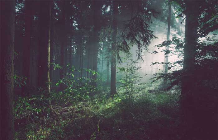 Conservação das florestas mundiais é essencial para a saúde humana, alerta relatório da WWF