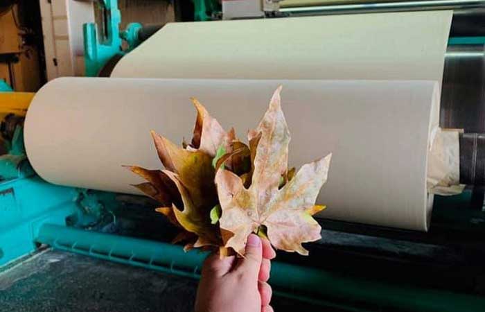 Ucraniano produz papel com folhas caídas de árvores