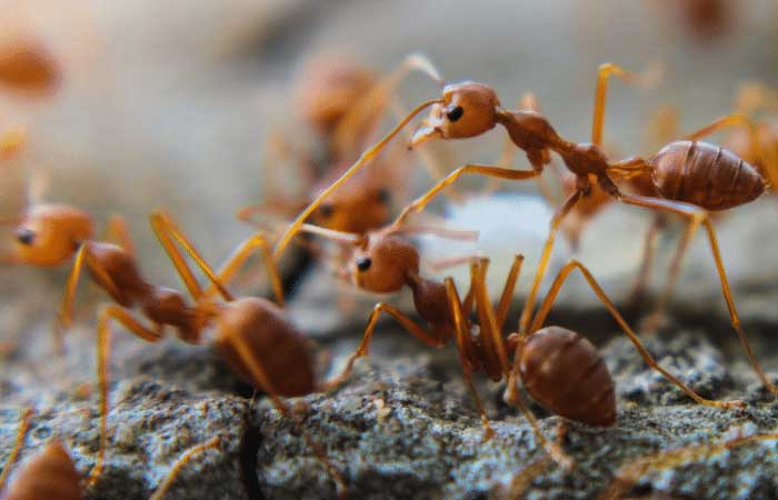 Formigas podem ‘farejar’ células cancerígenas mais rápido que os cães, segundo estudo
