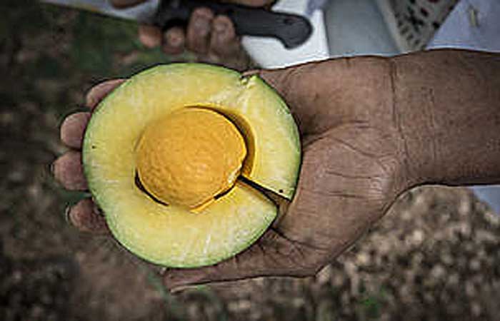 Frutos do cerrado são superalimentos e podem colaborar no combate a insegurança alimentar