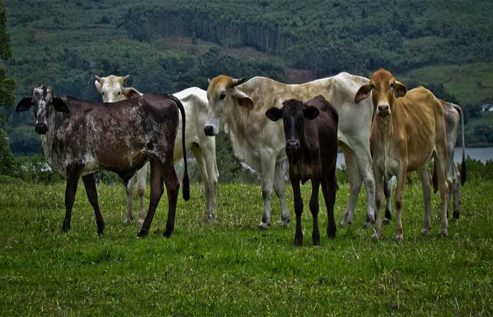 Pesquisa mostra urgência no controle da tuberculose bovina entre animais silvestres