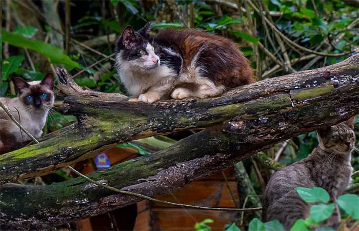 Ilha Furtada: a história do local com cerca de 400 gatos abandonados