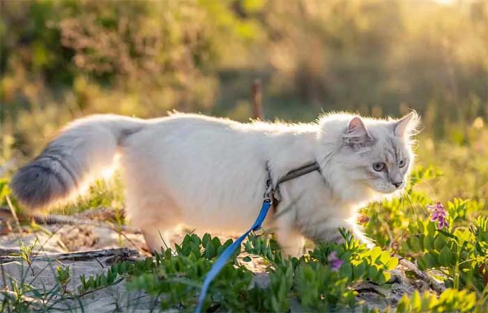 Austrália impõe coleira e toque de recolher para gatos: eles matam bilhões de animais