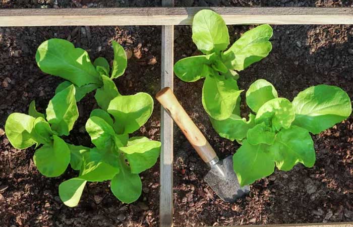 Especialistas dão dicas de hortaliças que vão bem quando plantadas nesses meses de clima mais ameno