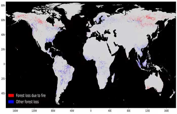 Incêndios causaram perda de um terço das florestas do planeta