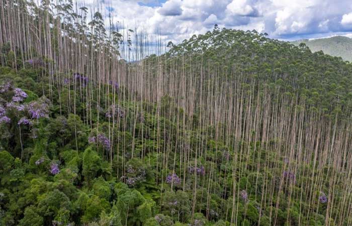 Entenda como a monocultura de árvores exóticas ameaça a Mata Atlântica