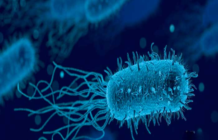 Análise da microbiota intestinal sugere que antibióticos na pecuária intensificam resistência bacteriana