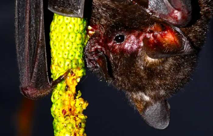 Pesquisadores criam maior banco de dados de interações entre morcegos e plantas