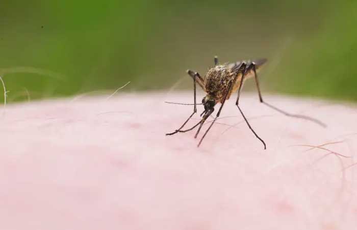 Mosquito, o maior dos assassinos em série, tornando-se o maior predador do planeta Terra