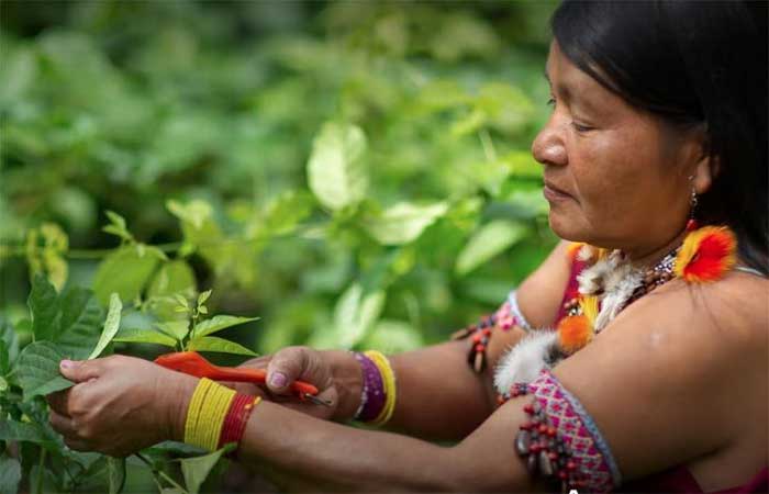 Mulheres indígenas na Amazônia vão receber suporte técnico e financeiro