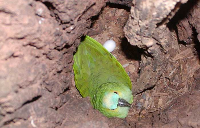 Campanha de “adoção” de ninhos de papagaios entra na reta final