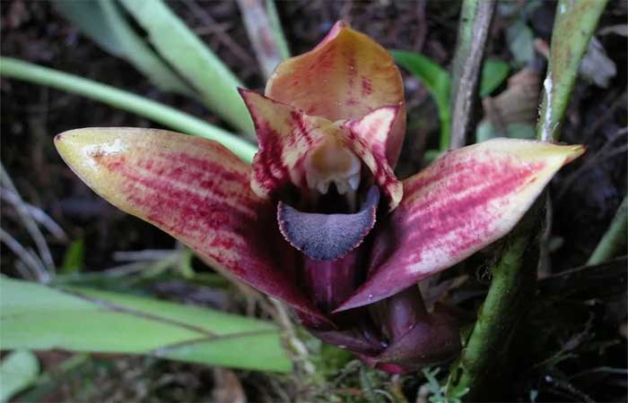 Espécie de orquídea descoberta no Equador está ameaçada pelo clima
